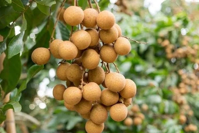 Kohala Longan in 4"" Pot, lengkeng, kelengkeng, NO ship HI or CA - Image 1