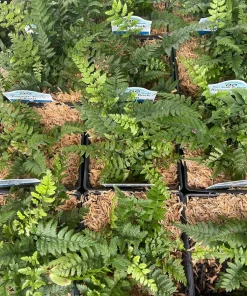 Korean Rock Fern Live Plant - Polystichum tsus-simense - Quart Pot - Shade - Image 2