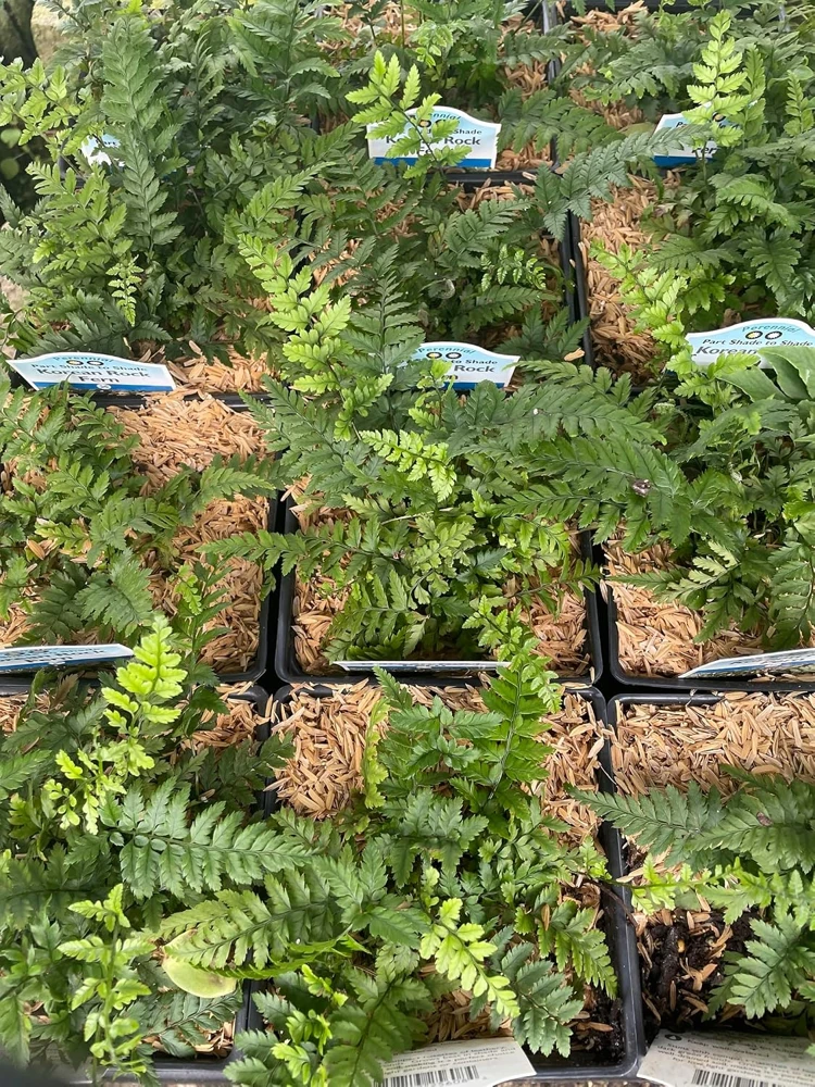 Korean Rock Fern Live Plant - Polystichum tsus-simense - Quart Pot - Shade - Image 2