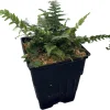 Korean Rock Fern Live Plant - Polystichum tsus-simense - Quart Pot - Shade - Image 1