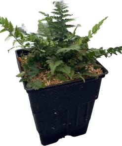 Korean Rock Fern Live Plant - Polystichum tsus-simense - Quart Pot - Shade - Image 1