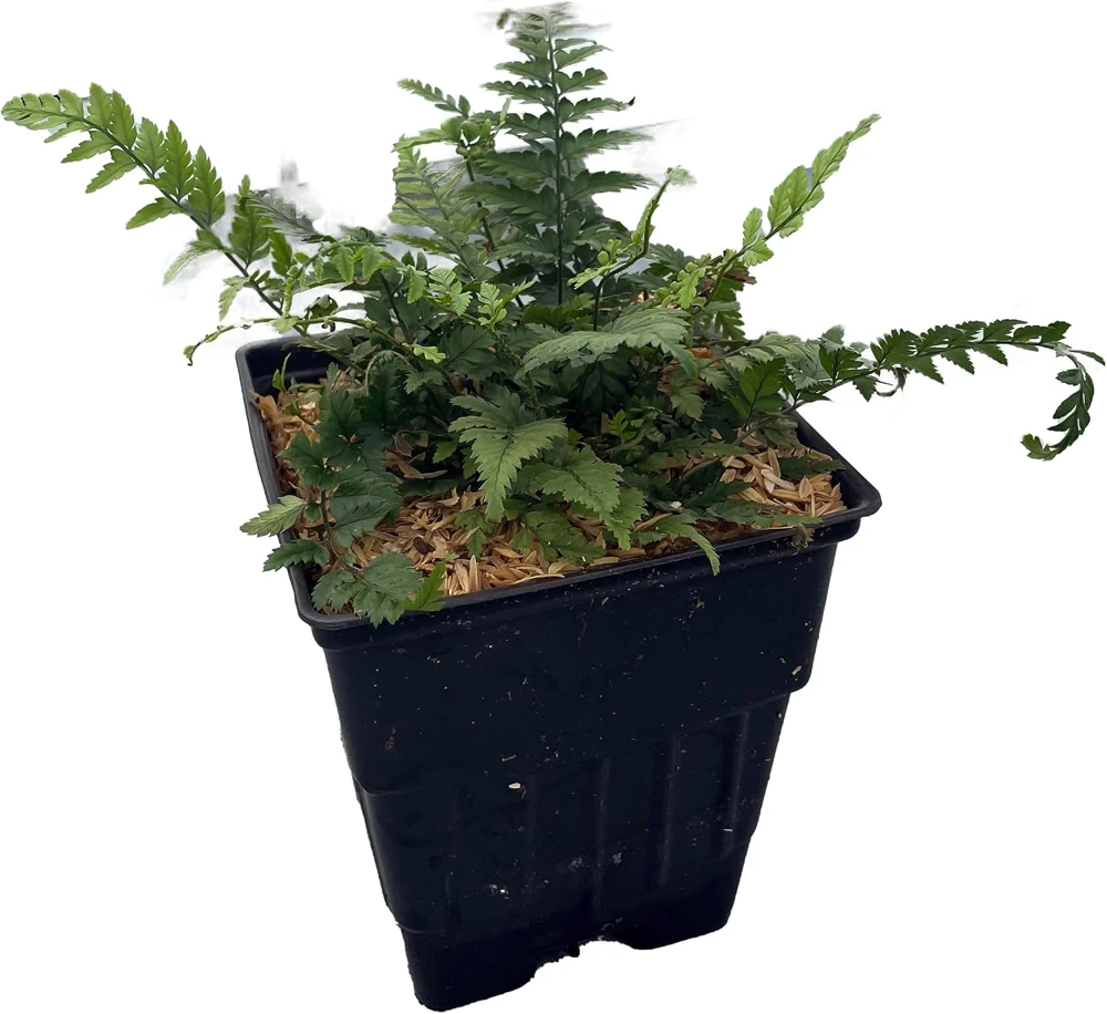 Korean Rock Fern Live Plant - Polystichum tsus-simense - Quart Pot - Shade - Image 1