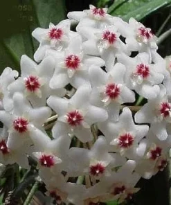 Krimson Queen Hoya Wax Plant Live Plant – 4" Hanging Basket – Easy Care Houseplant - Image 2
