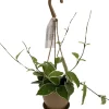 Krimson Queen Hoya Wax Plant Live Plant – 4" Hanging Basket – Easy Care Houseplant - Image 1