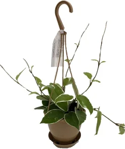 Krimson Queen Hoya Wax Plant Live Plant – 4