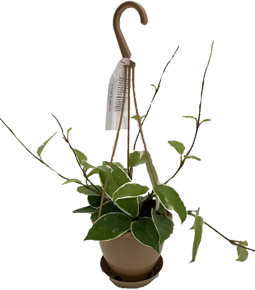 Krimson Queen Hoya Wax Plant Live Plant – 4" Hanging Basket – Easy Care Houseplant - Image 1