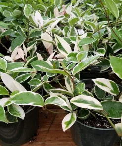 Krimson Queen Hoya Wax Plant Live Plant – 4