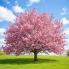 Kwanzan Cherry Tree Live Plant - 2.5 Inch Pot, Pink Blossom Sapling - Image 1