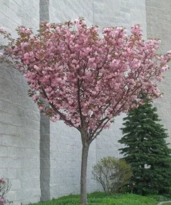 Kwanzan Flowering Cherry Tree – Live Plant – 6-12 inches tall - Image 2