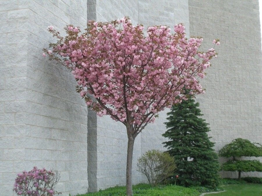 Kwanzan Flowering Cherry Tree – Live Plant – 6-12 inches tall - Image 2