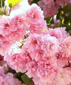 Kwanzan Flowering Cherry Tree – Live Plant – 6-12 inches tall - Image 3