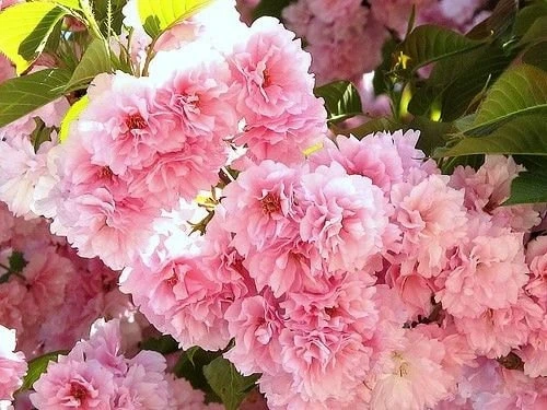 Kwanzan Flowering Cherry Tree – Live Plant – 6-12 inches tall - Image 3