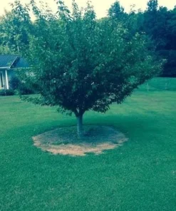 Kwanzan Flowering Cherry Tree – Live Plant – 6-12 inches tall - Image 4