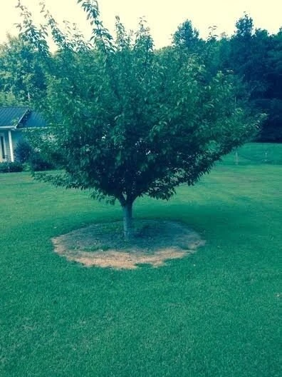 Kwanzan Flowering Cherry Tree – Live Plant – 6-12 inches tall - Image 4