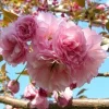 Kwanzan Flowering Cherry Tree – Live Plant – 6-12 inches tall - Image 1