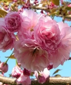 Kwanzan Flowering Cherry Tree – Live Plant – 6-12 inches tall - Image 1