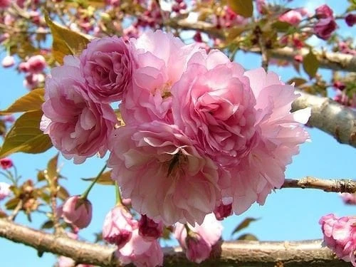 Kwanzan Flowering Cherry Tree – Live Plant – 6-12 inches tall - Image 1