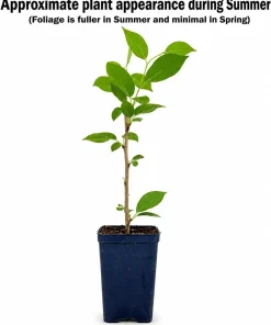 Kwanzan Flowering Cherry Tree Live Plant – 8-14