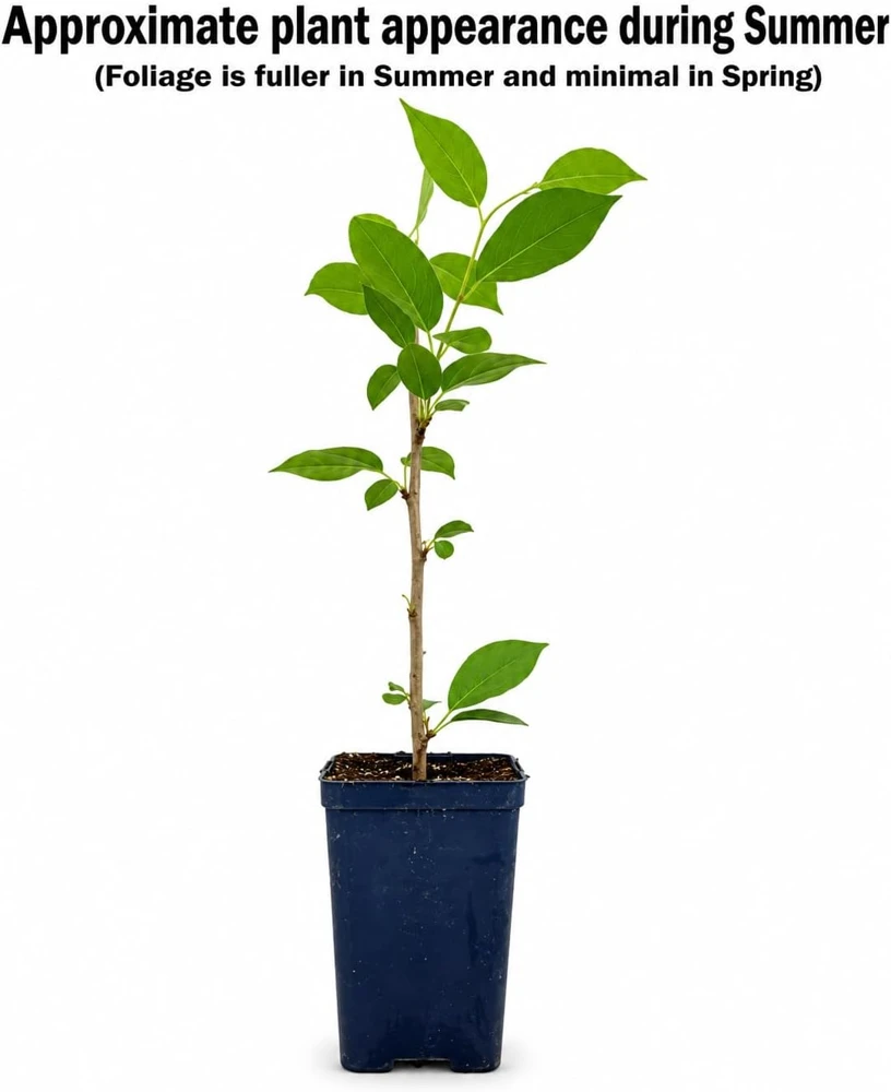 Kwanzan Flowering Cherry Tree Live Plant – 8-14" Tall – 2.5" Pot – Outdoor Ornamental - Image 2