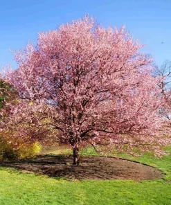 Kwanzan Flowering Cherry Tree Live Plant – 8-14