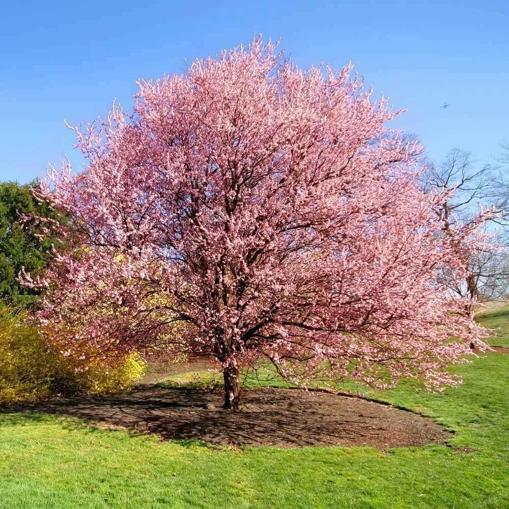 Kwanzan Flowering Cherry Tree Live Plant – 8-14" Tall – 2.5" Pot – Outdoor Ornamental - Image 4