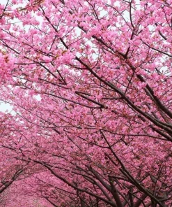 Kwanzan Flowering Cherry Tree Live Plant – 8-14