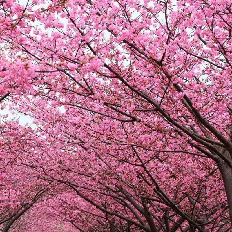 Kwanzan Flowering Cherry Tree Live Plant – 8-14" Tall – 2.5" Pot – Outdoor Ornamental - Image 5