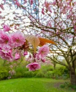 Kwanzan Flowering Cherry Tree Live Plant – 8-14