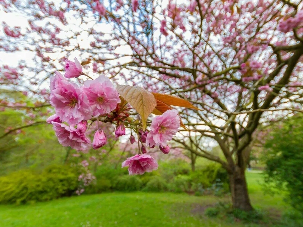 Kwanzan Flowering Cherry Tree Live Plant – 8-14" Tall – 2.5" Pot – Outdoor Ornamental - Image 6