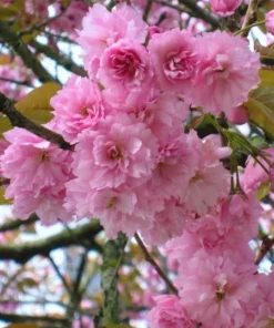 Kwanzan Flowering Cherry Tree Live Plant – 8-14