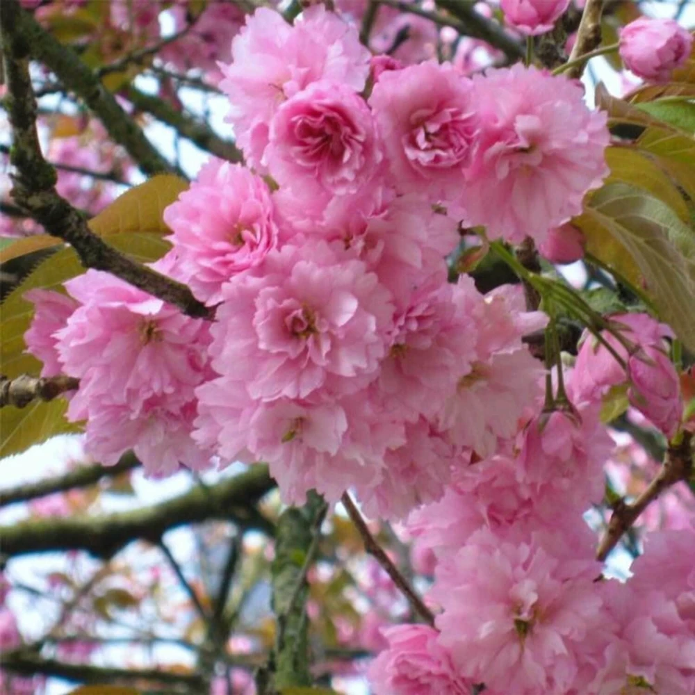 Kwanzan Flowering Cherry Tree Live Plant – 8-14" Tall – 2.5" Pot – Outdoor Ornamental - Image 7