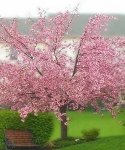 Kwanzan Flowering Cherry Tree Live Plant – 8-14