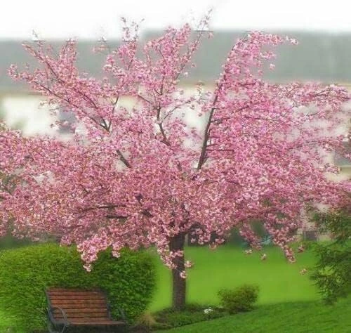 Kwanzan Flowering Cherry Tree Live Plant – 8-14" Tall – 2.5" Pot – Outdoor Ornamental - Image 8
