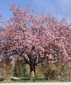 Kwanzan Flowering Cherry Tree Live Plant – 8-14