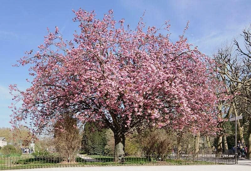 Kwanzan Flowering Cherry Tree Live Plant – 8-14" Tall – 2.5" Pot – Outdoor Ornamental - Image 9