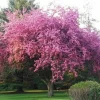 Kwanzan Flowering Cherry Tree Live Plant – 8-14" Tall – 2.5" Pot – Outdoor Ornamental - Image 1