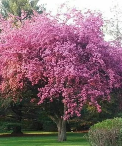 Kwanzan Flowering Cherry Tree Live Plant – 8-14