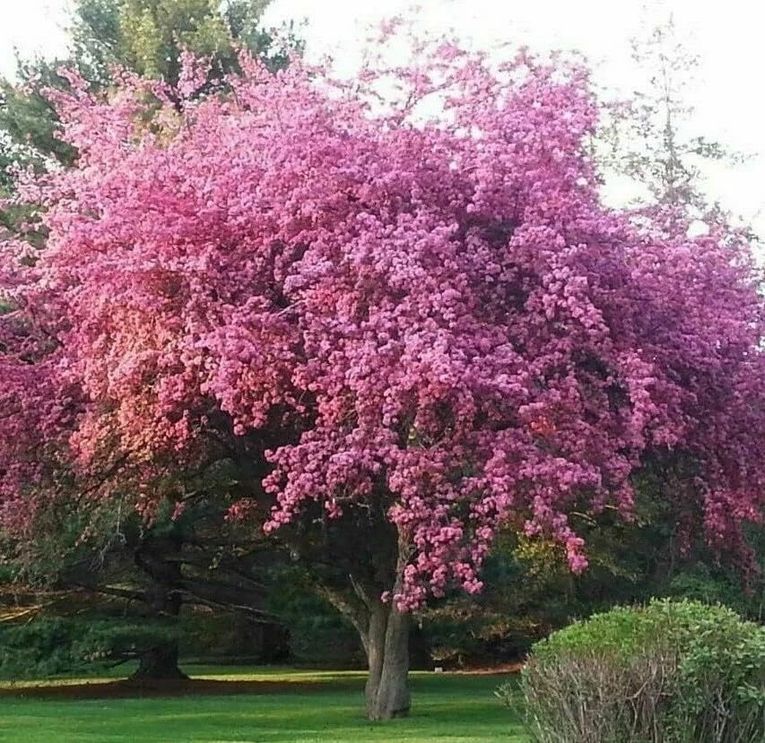 Kwanzan Flowering Cherry Tree Live Plant – 8-14" Tall – 2.5" Pot – Outdoor Ornamental - Image 1