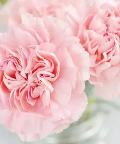 La France Carnation Seeds – Non-GMO Flower Seeds – Pink – 30+ Seeds – Indoor/Outdoor - Image 1