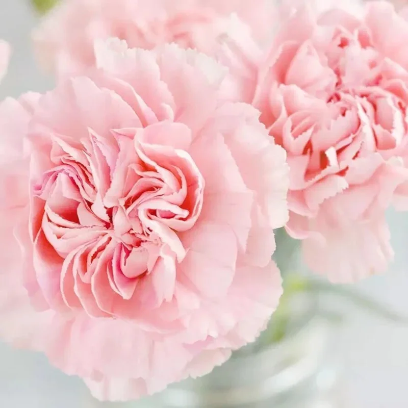 La France Carnation Seeds – Non-GMO Flower Seeds – Pink – 30+ Seeds – Indoor/Outdoor - Image 1