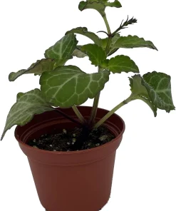 Lace Swedish Ivy Plant – Plectranthus – Live Plant – 2.5 Inch Pot – Indoor/Outdoor - Image 2