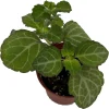 Lace Swedish Ivy Plant – Plectranthus – Live Plant – 2.5 Inch Pot – Indoor/Outdoor - Image 1