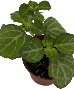 Lace Swedish Ivy Plant – Plectranthus – Live Plant – 2.5 Inch Pot – Indoor/Outdoor - Image 1