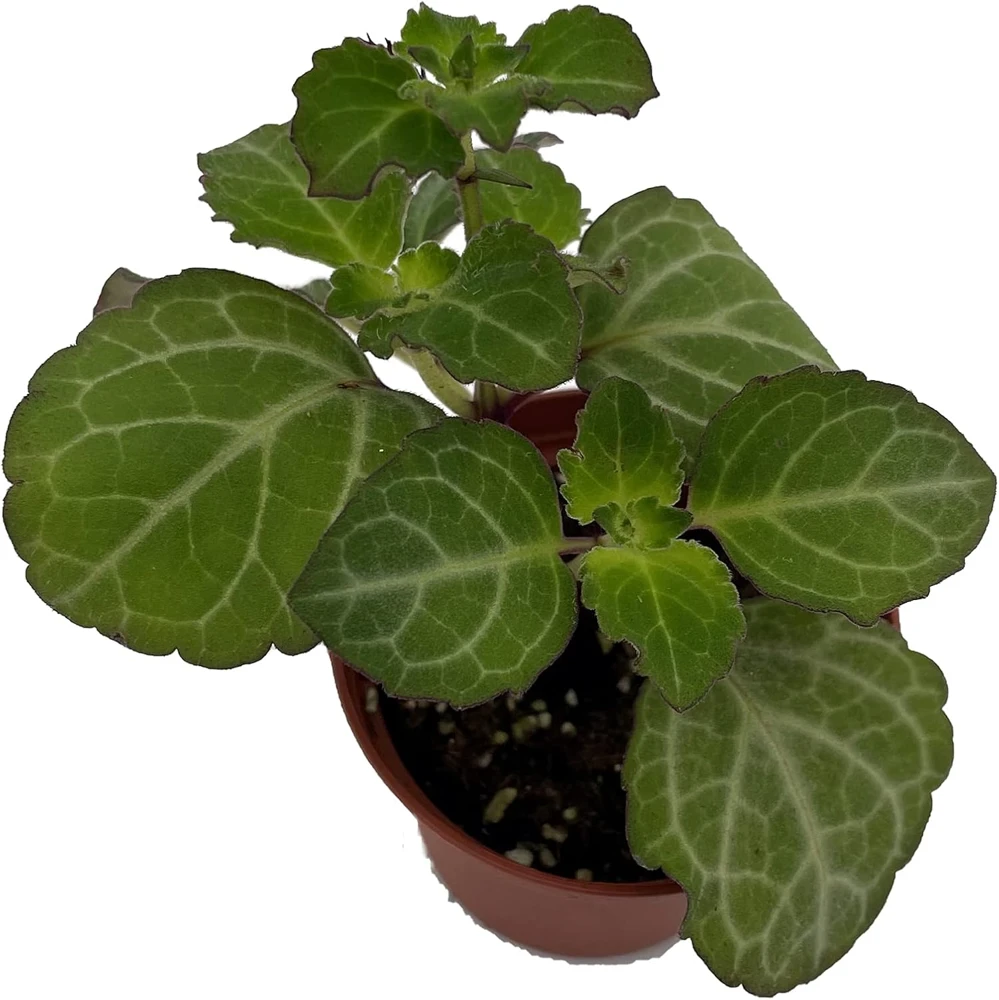 Lace Swedish Ivy Plant – Plectranthus – Live Plant – 2.5 Inch Pot – Indoor/Outdoor - Image 1