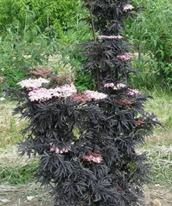 Laced Up Elderberry Live Plant - Sambucus - 4 inch Pot - Outdoor Shrub - Image 2