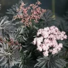 Laced Up Elderberry Live Plant - Sambucus - 4 inch Pot - Outdoor Shrub - Image 1