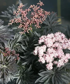 Laced Up Elderberry Live Plant - Sambucus - 4 inch Pot - Outdoor Shrub - Image 1