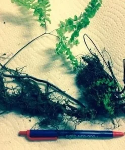 Lady Fern Bare Root Rhizomes - 5 Pack, Hardy Perennial for Shade Gardens - Image 2