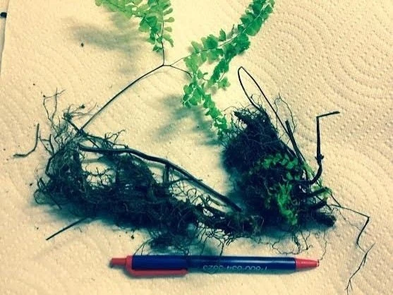 Lady Fern Bare Root Rhizomes - 5 Pack, Hardy Perennial for Shade Gardens - Image 2