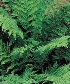 Lady Fern Bare Root Rhizomes - 5 Pack, Hardy Perennial for Shade Gardens - Image 3